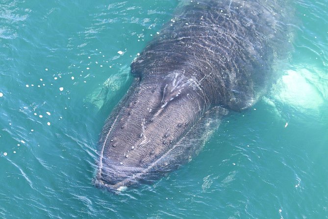 Whale Watching from the Heart of Akureyri - The guide adds meaning to the sightings