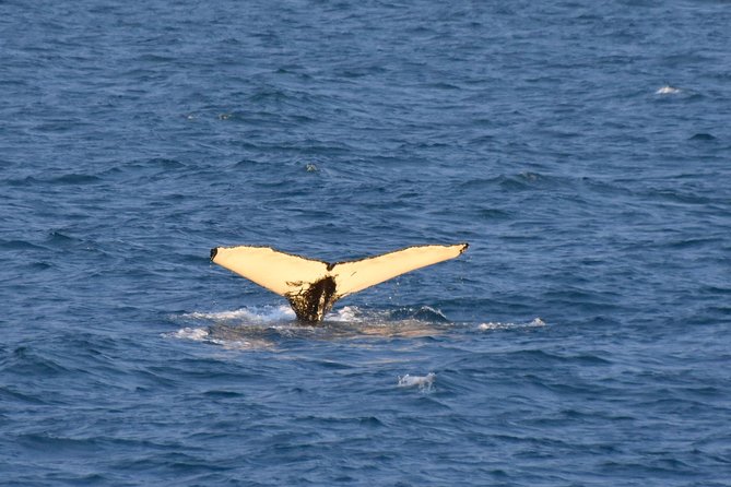 Whale Watching from the Heart of Akureyri - Is $112.05 a fair price?