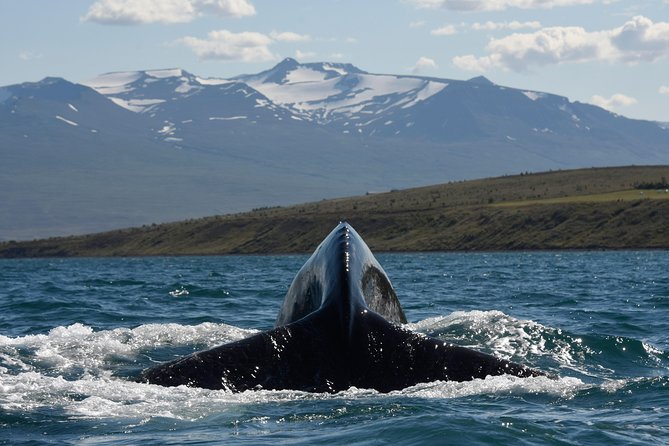 Whale Watching from the Heart of Akureyri - When the route does not match your expectations