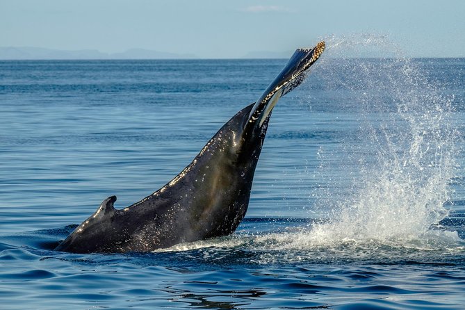 Whale Watching from the Heart of Akureyri - Who will enjoy this cruise most?