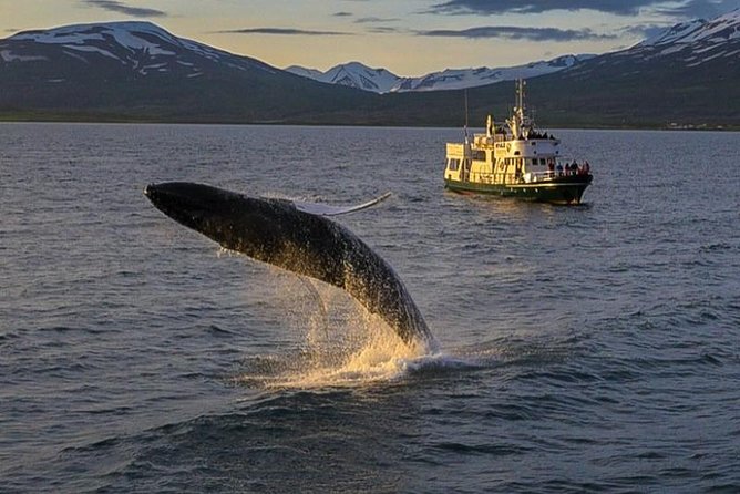 Whale Watching from the Heart of Akureyri - Three hours on the water