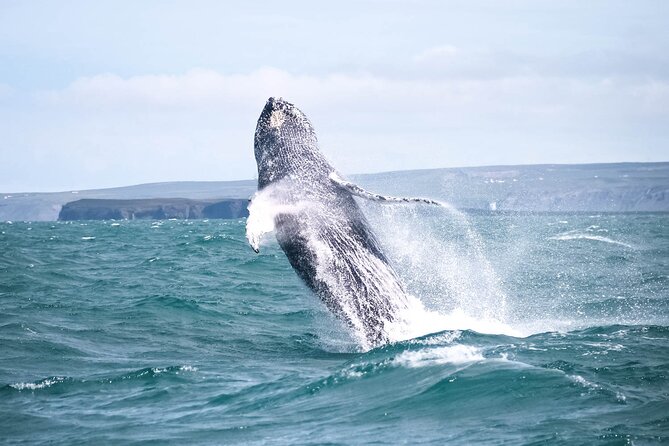 Whale Watching in Husavik - Why the oak boat changes the experience