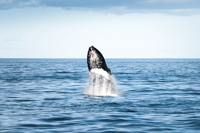 Whale Watching in Husavik - Humpbacks, dolphins, and the value of patient searching