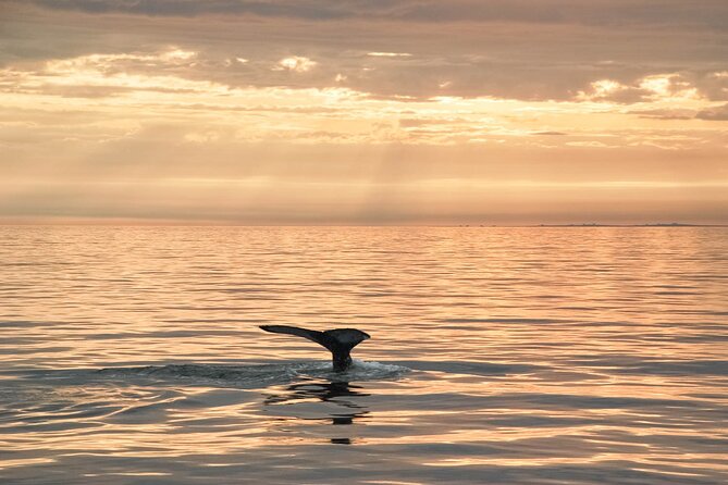 Whale Watching in Husavik - Sea conditions and the uncomfortable side of whale watching