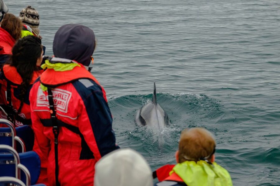 Whale Watching in Reykjavik by Speedboat - Key points to know before booking