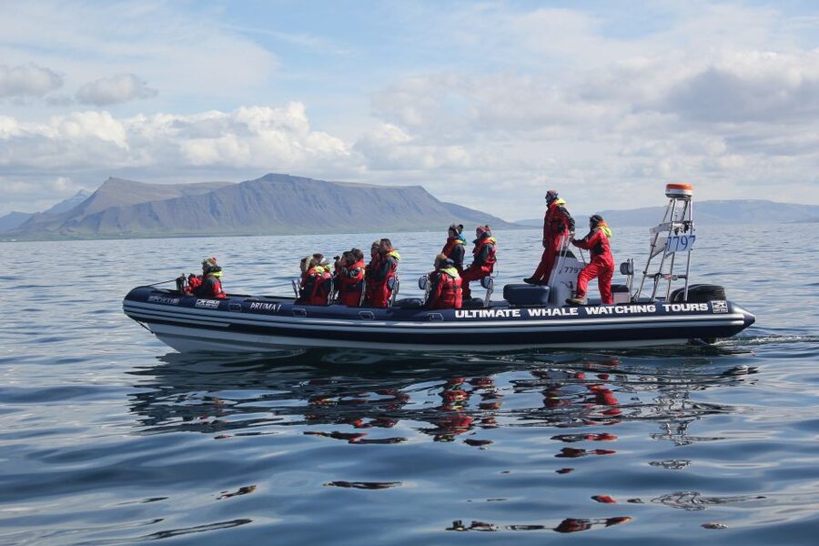 Whale Watching in Reykjavik by Speedboat - The best ways to plan your outing