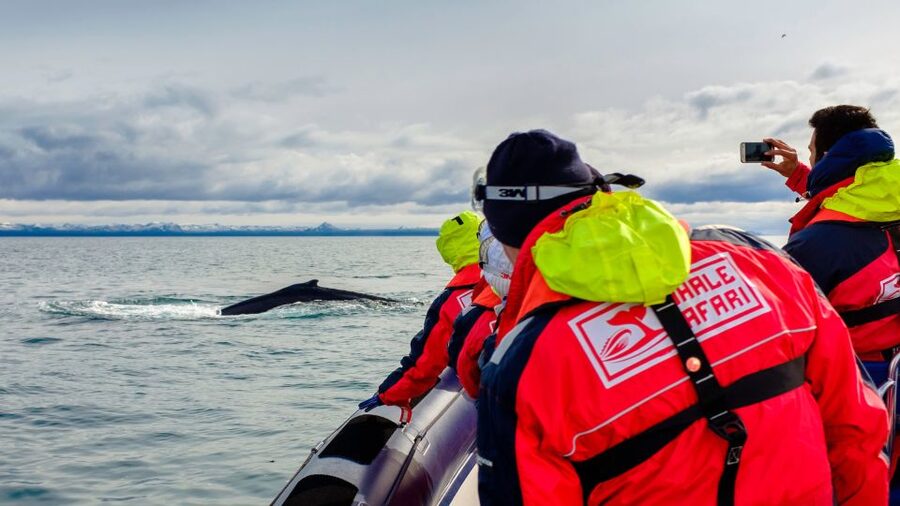 Whale Watching in Reykjavik by Speedboat - Why choose a speedboat over a larger whale-watching boat?