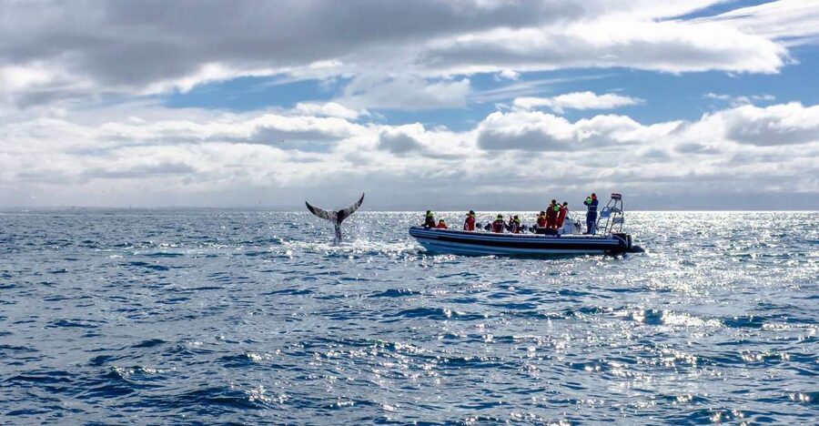 Whale Watching in Reykjavik by Speedboat - Puffin islands from early May through August