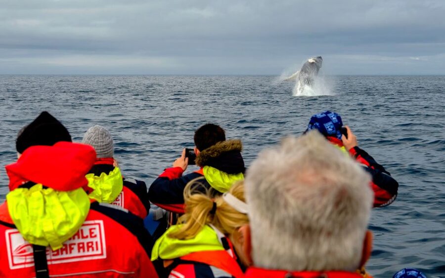 Whale Watching in Reykjavik by Speedboat - Searching for whales and dolphins