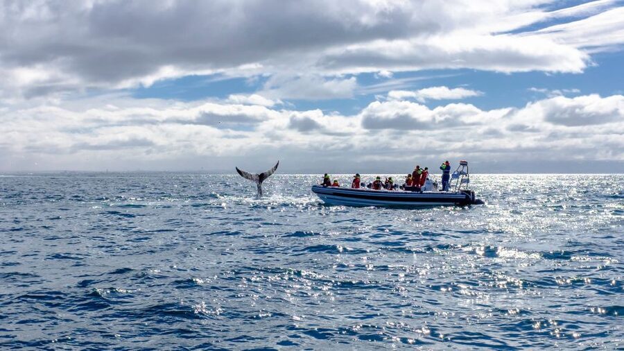 Whale Watching in Reykjavik by Speedboat - The return route past Reykjavik’s best waterfront sights