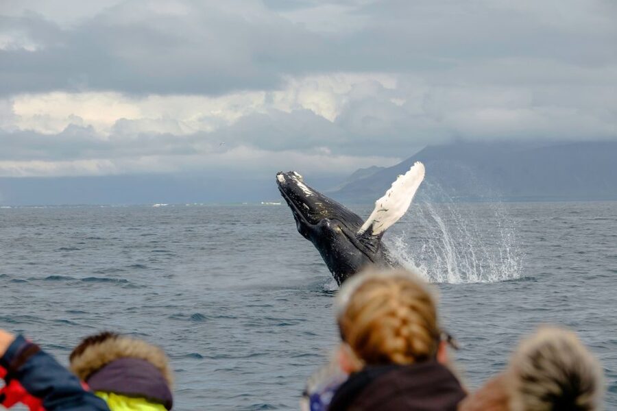 Whale Watching in Reykjavik by Speedboat - Comfort, safety, and who should skip it