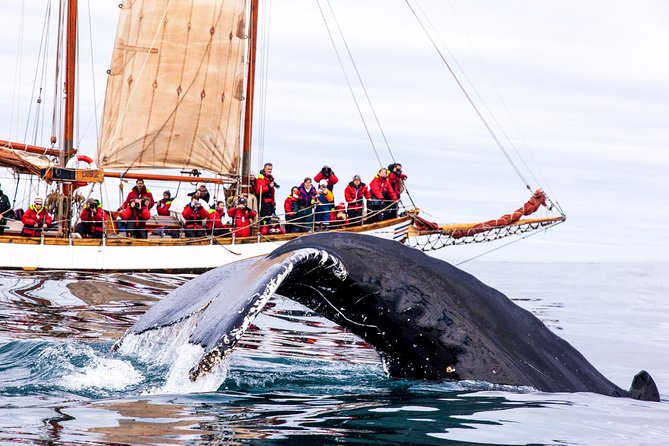 Whale Watching on a Traditional Oak Sailing Ship from Husavik - Húsavík harbour is the real starting point