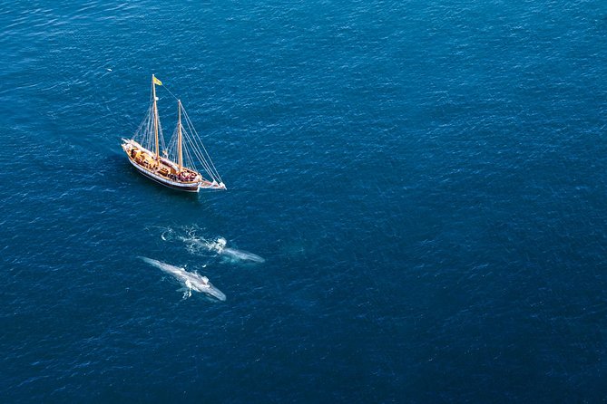 Whale Watching on a Traditional Oak Sailing Ship from Husavik - Cold suits help, but layers still matter