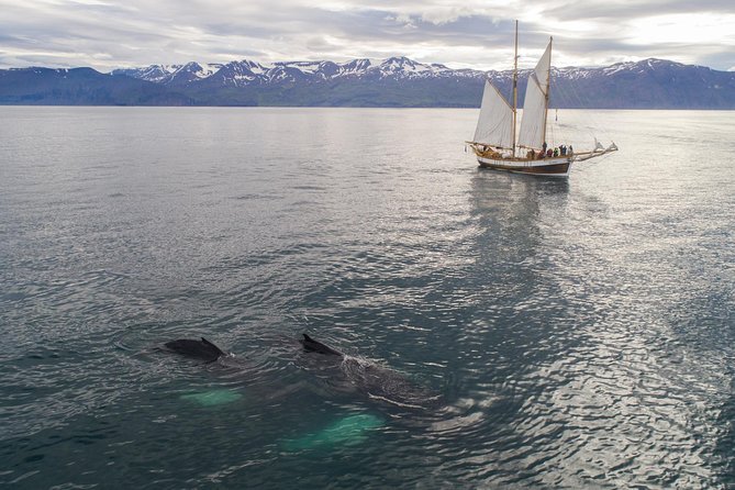 Whale Watching on a Traditional Oak Sailing Ship from Husavik - Searching Skjálfandi Bay for whales