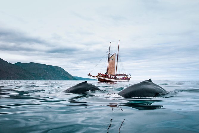 Whale Watching on a Traditional Oak Sailing Ship from Husavik - The return trip brings hot chocolate and cinnamon buns
