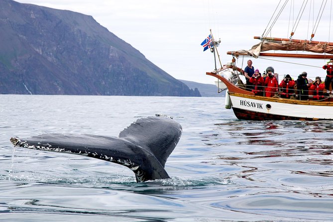 Whale Watching on a Traditional Oak Sailing Ship from Husavik - Is $106 a fair price?