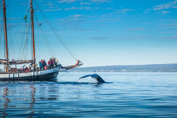 Whale Watching on a Traditional Oak Sailing Ship from Husavik - Who will enjoy this schooner trip most?