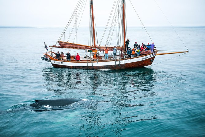 Whale Watching on a Traditional Oak Sailing Ship from Husavik - Boarding the Haukur, Opal, or Hildur