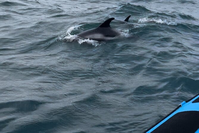 Whale Watching - RIB Boat Adventure in Kopavogur, Iceland - A short beach stop at Nauthólsvík