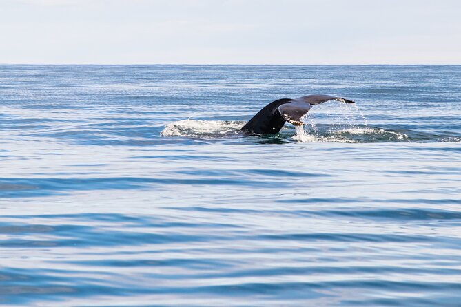 Whale Watching Tour from Akureyri City Central - What the boat is like in Icelandic weather