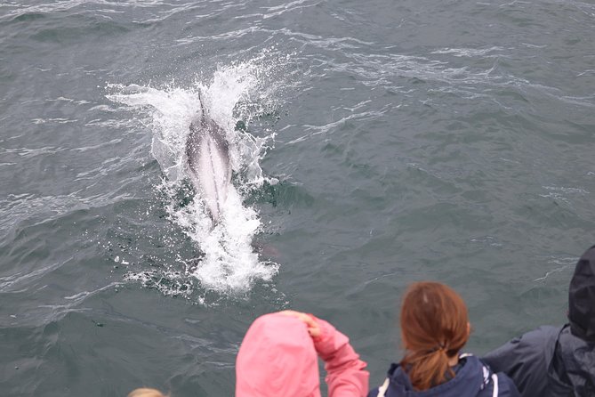 Whale Watching Tour with Professional Guide from Reykjavik - Searching the feeding grounds