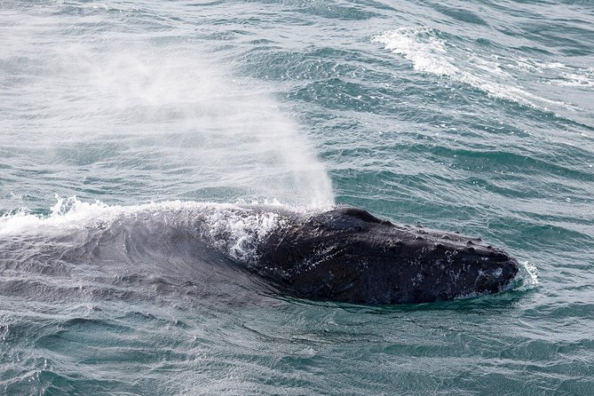 Whale Watching Tour with Professional Guide from Reykjavik - Why the scenery matters when the whales hide
