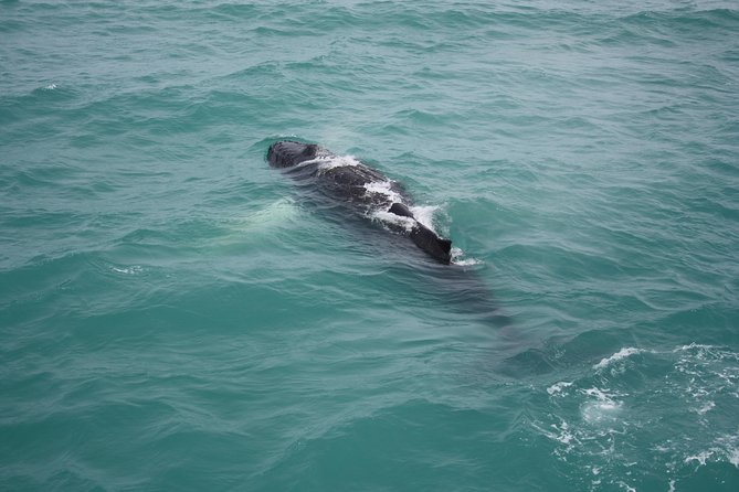 Whale Watching Tour with Professional Guide from Reykjavik - Cold, wind, and comfort on board