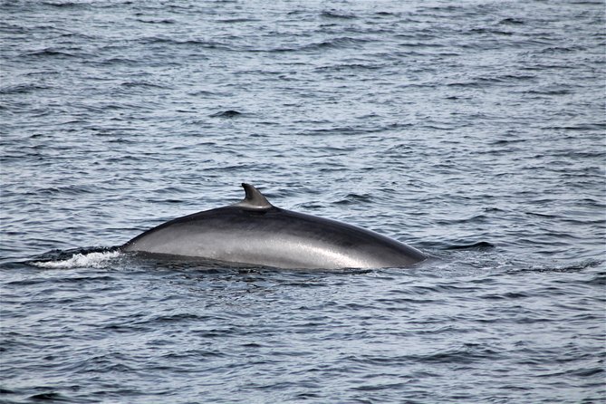 Whale Watching Tour with Professional Guide from Reykjavik - Who will enjoy this outing most