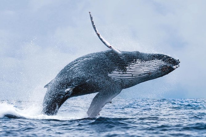 Whale Watching Tour with Professional Guide from Reykjavik - The first views across Faxaflói Bay