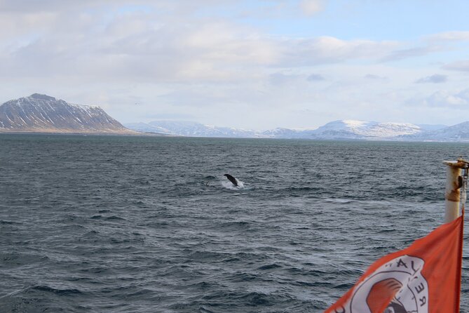 Whale Wonders Morning Expedition from Reykjavík - Key points to know before sailing