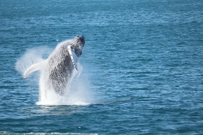 Whale Wonders Morning Expedition from Reykjavík - Setting out from Geirsgata 11 at 9:00 a.m.