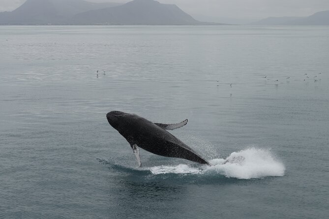 Whale Wonders Morning Expedition from Reykjavík - Heated cabins, flotation overalls, and seasickness help