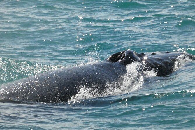 Whale Wonders Morning Expedition from Reykjavík - Is $97 a fair price for three and a half hours?