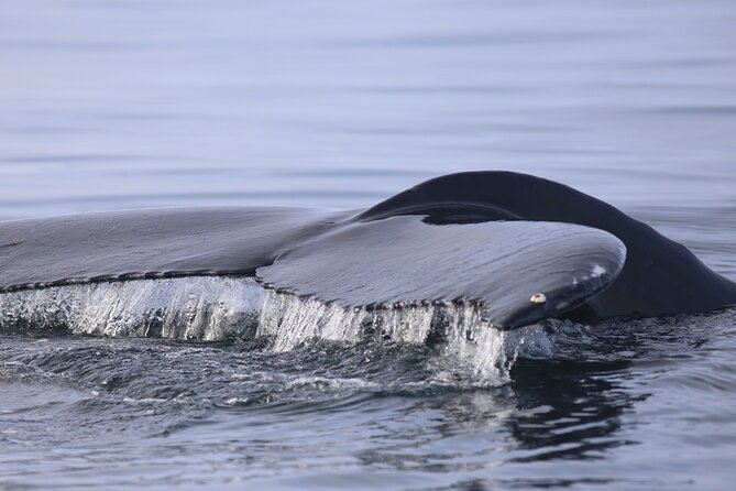 Whale Wonders Morning Expedition from Reykjavík - Weather cancellations and smart scheduling