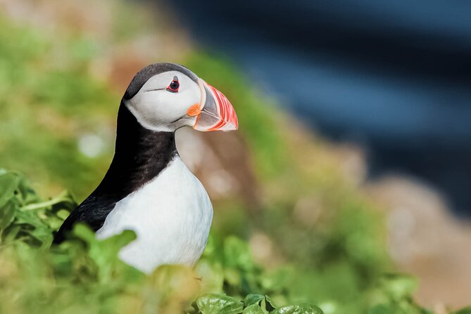 Whales and Puffins Tour from Husavik - Key points to know before you book