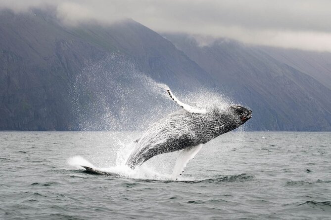 Whales and Puffins Tour from Husavik - What the crew adds to the outing
