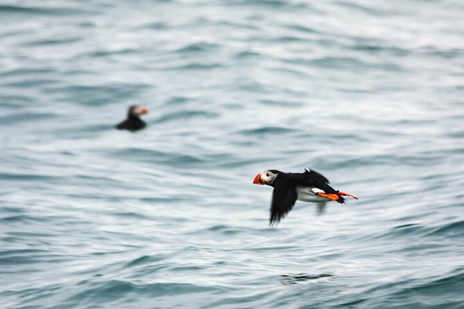Whales and Puffins Tour from Husavik - Warm overalls, hot chocolate, and a practical boat ride