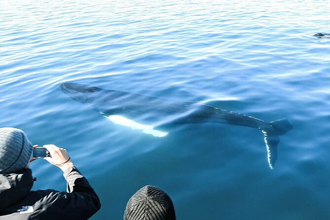 Whales and Puffins Tour from Husavik - How much value do you get for $130?