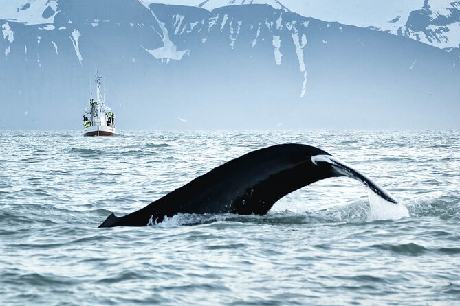 Whales and Puffins Tour from Husavik - Weather, cancellations, and possible changes