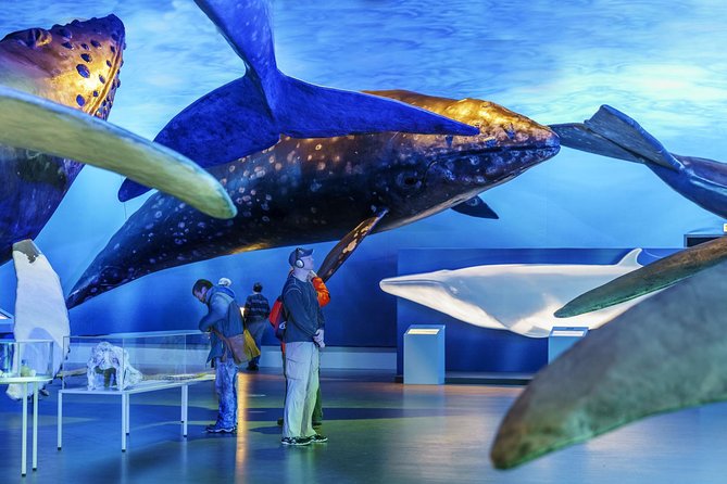 Whales Of Iceland Admission Ticket - Films at the Fin Whale Theatre