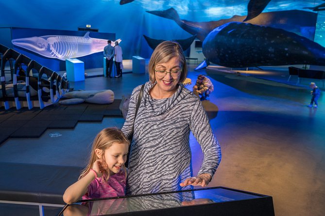 Whales Of Iceland Admission Ticket - English tours at 11:00 and 15:00