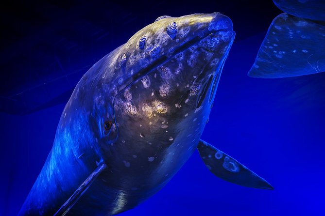 Whales Of Iceland Admission Ticket - A family stop that also works for adults