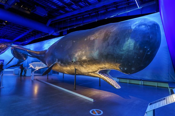 Whales Of Iceland Admission Ticket - What the museum feels like inside