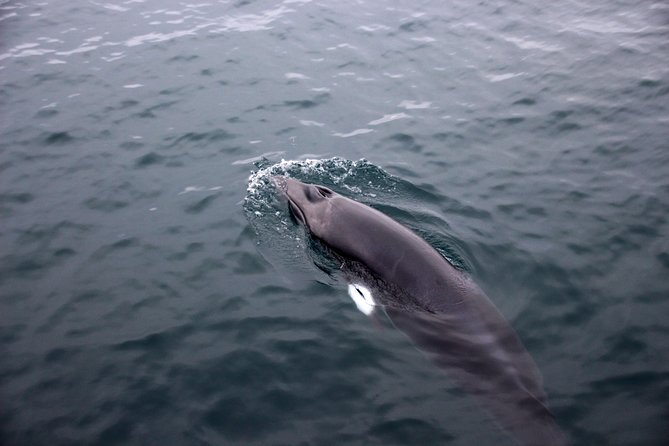 Whales of Iceland from Land and Sea - The honest verdict on Whales of Iceland from Land and Sea