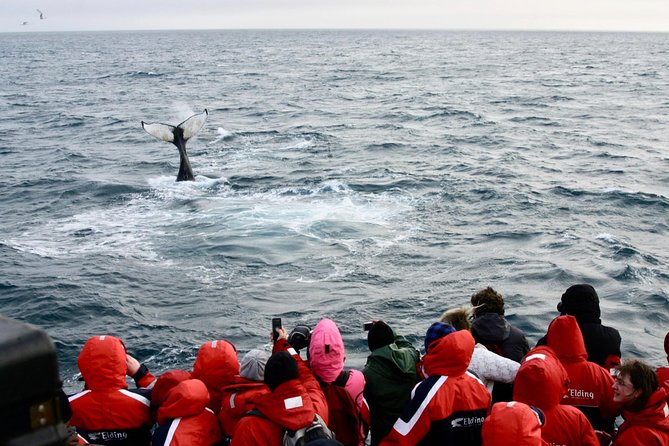 Winter Whale Watching and Northern Lights Cruise from Reykjavik - The evening Northern Lights cruise