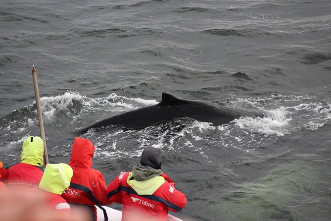 Winter Whale Watching and Northern Lights Cruise from Reykjavik - The group size and pace