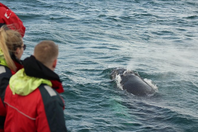Winter Whale Watching and Northern Lights Cruise from Reykjavik - Weather, cancellations, and winter planning